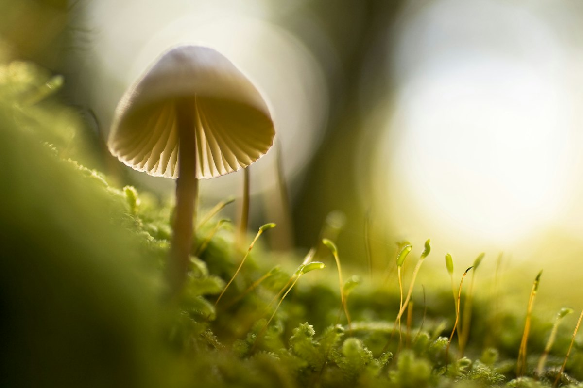 Moss and mushrooms on a forest floor, close up